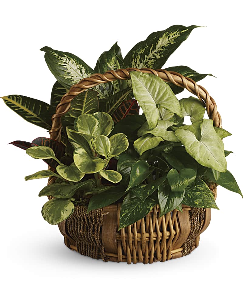 Mothers Day Plants